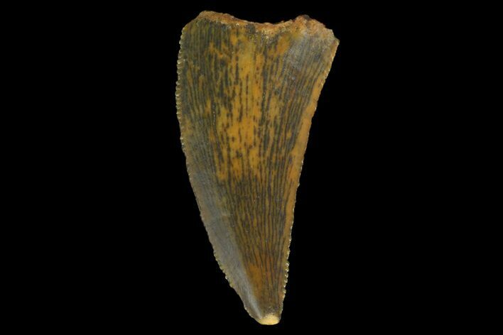 Serrated, Raptor Tooth - Real Dinosaur Tooth #176210